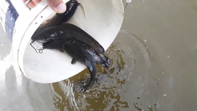 Клариевые африканские сомы в российских прудах. Купил заморскую рыбу для своего прудика. смотреть онлайн