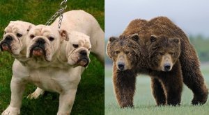 10 невероятных двухголовых животных.