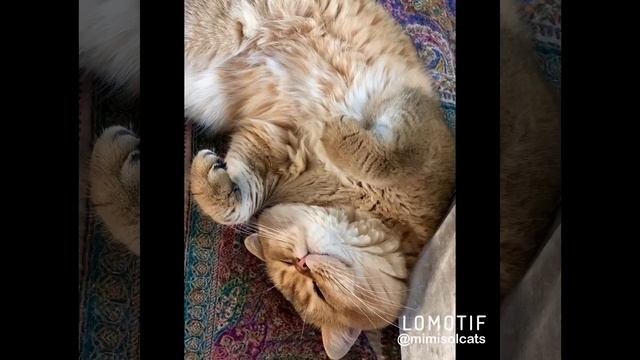 British shorthair MimisolCats золотые британские кошки смотреть онлайн