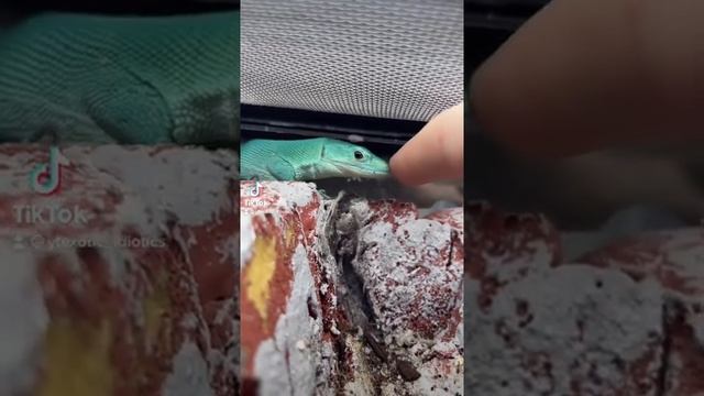 Had to boop the snoot! Gastropholis prasina! #shorts #nature #reptile #lizard #animals смотреть онлайн