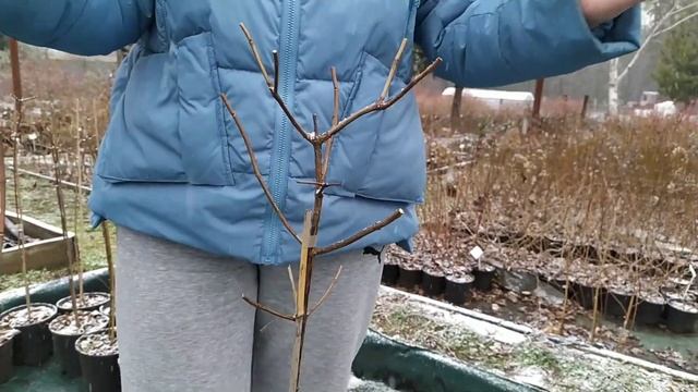 Как сделать гортензию на штамбе. Формирование штамбовой гортензии. #гортензия