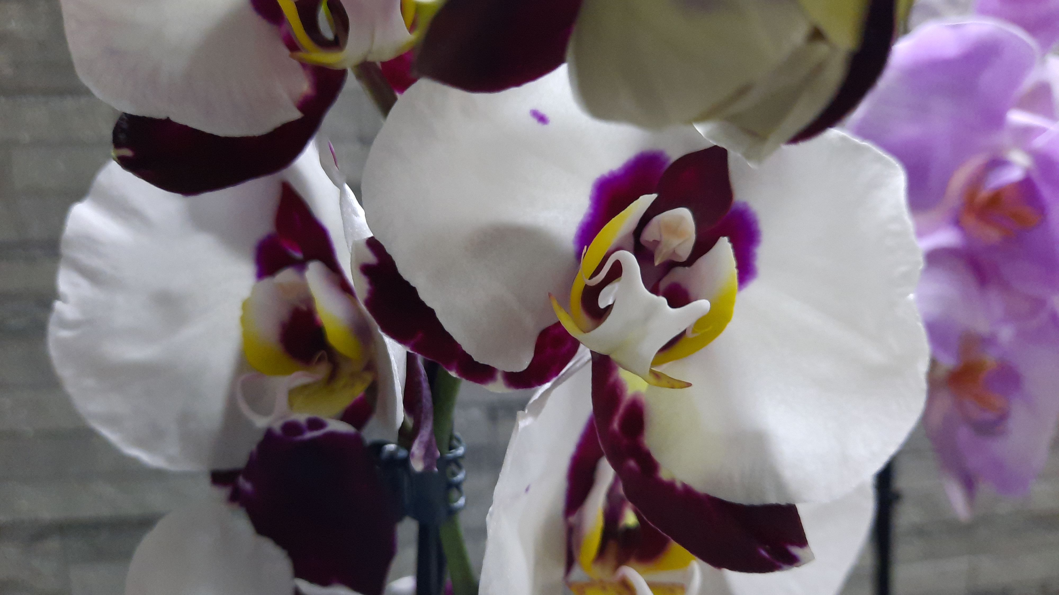 ПОКУПКИ ОРХИДЕЙ// 09 06 24// смотреть онлайн