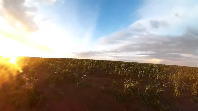 Облом по деревенски или слишком молодая кукуруза смотреть онлайн