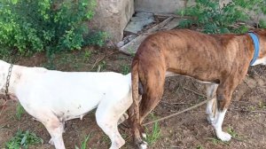 Dog mating video | Dog breeding | bully dog mating | dogs funny video #pitbull #bullyfight #bully