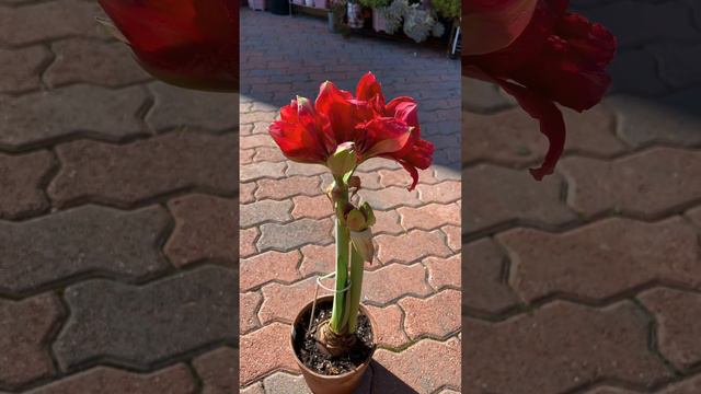 Red Nymph Amaryllis смотреть онлайн