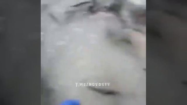 рыбы море лови и выберай смотреть онлайн