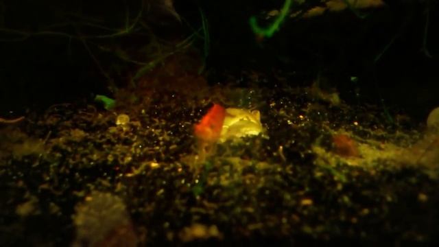 Crystal Red and Cherry Shrimp with Extensive Caring Tips смотреть онлайн
