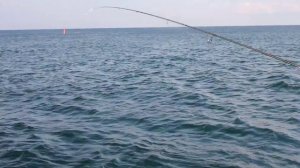 Ловля ставриды на силикон