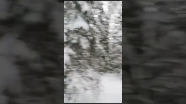 Катания на собаках.89265530736 смотреть онлайн