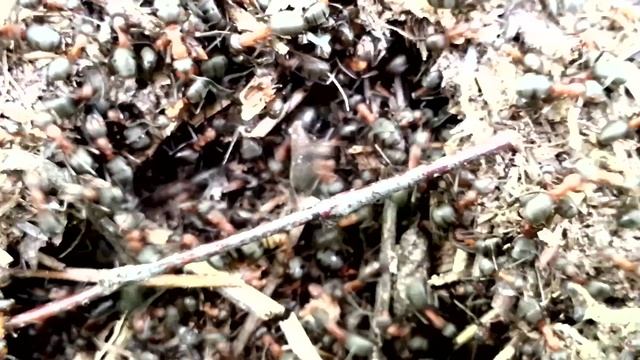 В муравейнике кипит работа смотреть онлайн