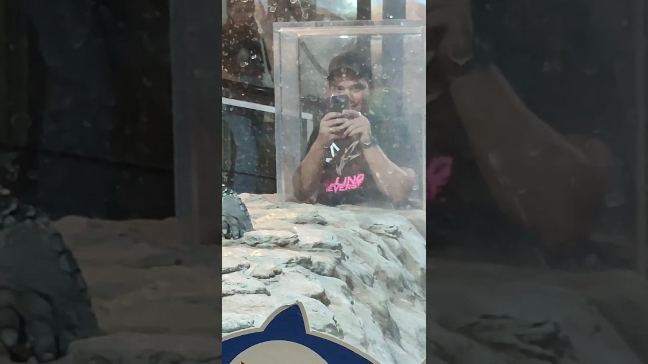 Приглашение в пасть