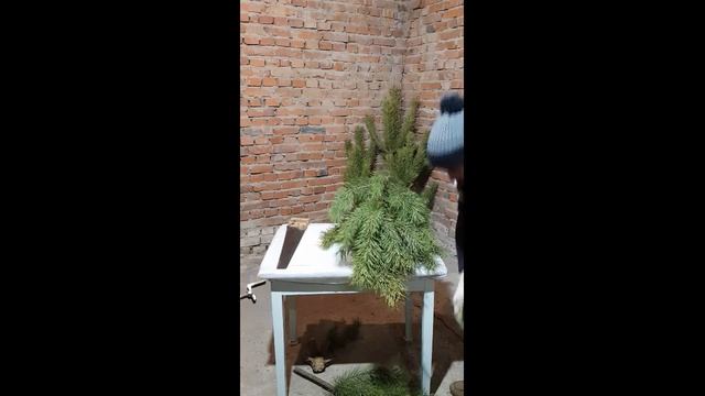 Стройная и пушистая живая ёлочка на Новый год как быстро сделать!? Простой Лайфхак смотреть онлайн