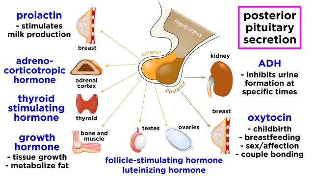 The Endocrine System смотреть онлайн