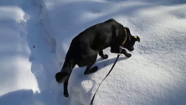 Перец и поводок смотреть онлайн