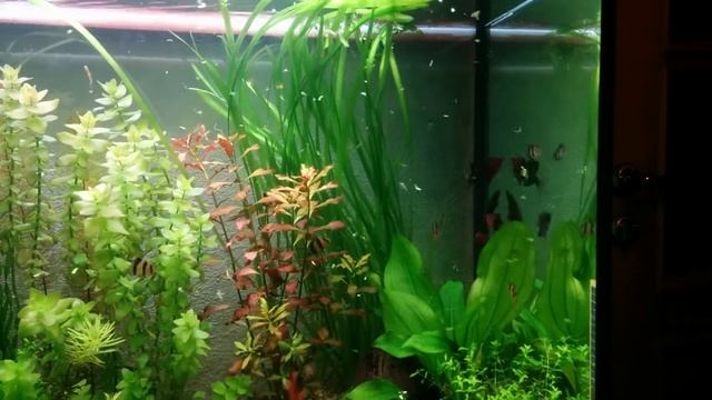 Eheim 2215, аквариум 140 литров. смотреть онлайн