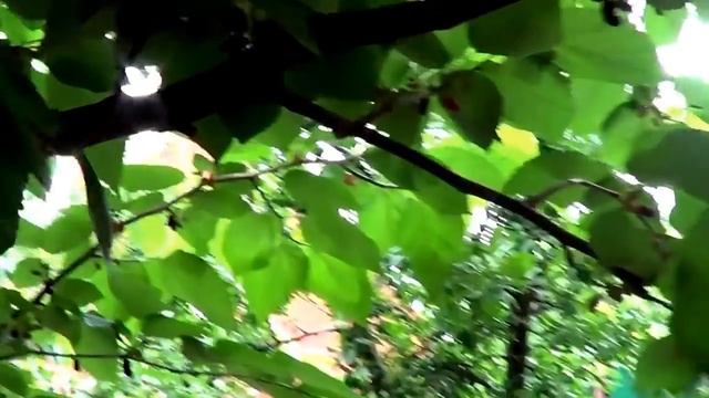 Шелковица. За что я ее люблю? смотреть онлайн