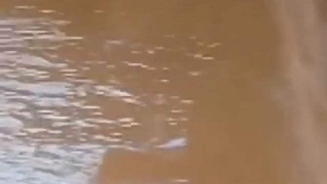 НУРЕЕВ,-Уже падают листья,..и скоро я услъшу ..зимнюю песню. .. смотреть онлайн