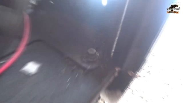 SnowDog!!! Замена масла и ТО мотобуксировщика БалтМоторс. смотреть онлайн