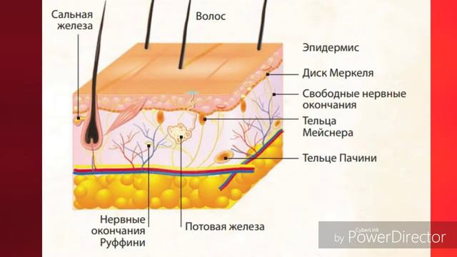 Осязание. НаучФакт. (Новый микрофон) смотреть онлайн