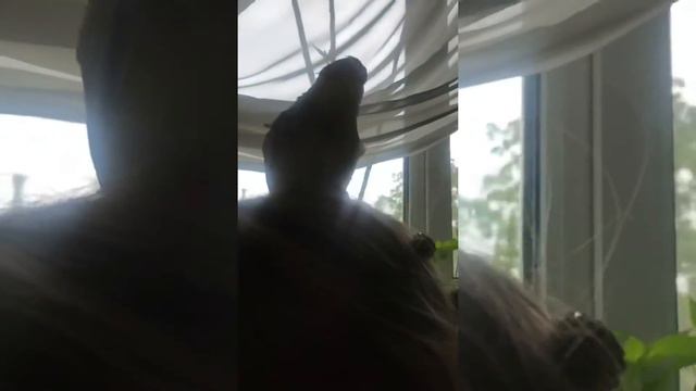 Как приручить попугая Карелу , как сделать ручным попугая смотреть онлайн