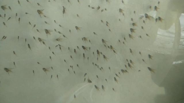 Бассейн для выращивания рыбы -  своими руками . Часть 2.