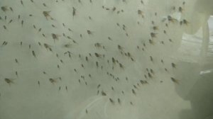 Бассейн для выращивания рыбы -  своими руками . Часть 2.