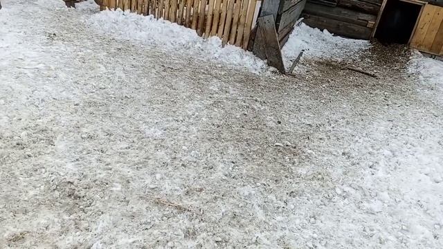 Совет по кормлению вьетнамских свинок