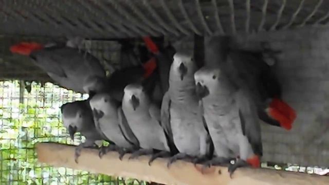 Попугаи Жако вольерного содержания для разведения смотреть онлайн