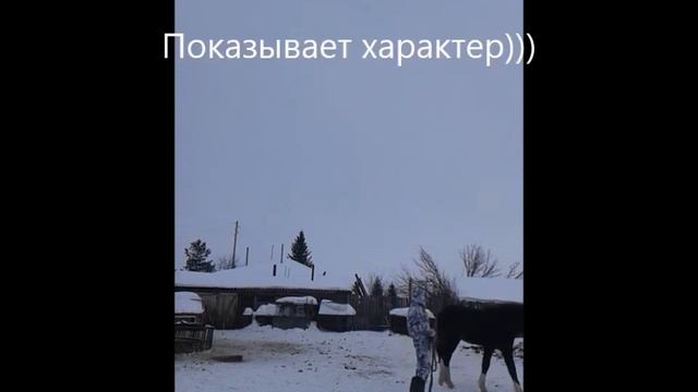 Взаимодействие с лошадью . Вредный характер ) смотреть онлайн