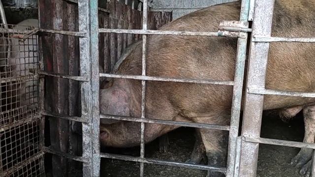 Дюркалы гуляют с мамой Кармал || Полечил поддавленного поросёнка || Выход мяса и сала прошлый забой смотреть онлайн