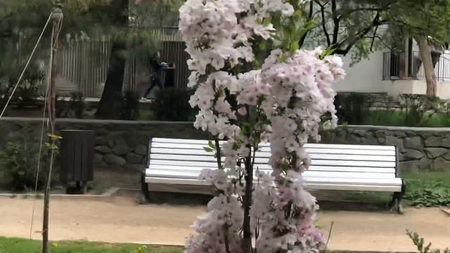 Ялта. Здравствуй, май! Цветущий весенний город. Крым. Crimea. Yalta. смотреть онлайн