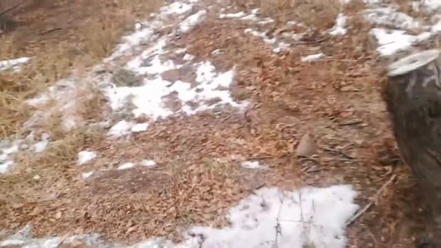 Кот в машине смотреть онлайн