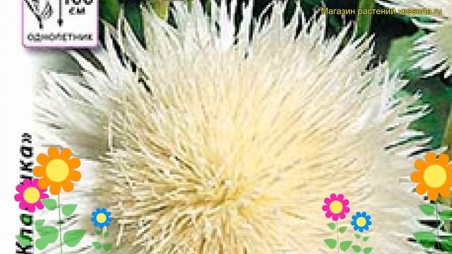 Василек мускусный. Краткий обзор, описание centaurea moschata, amberboa moschata Невестак смотреть онлайн