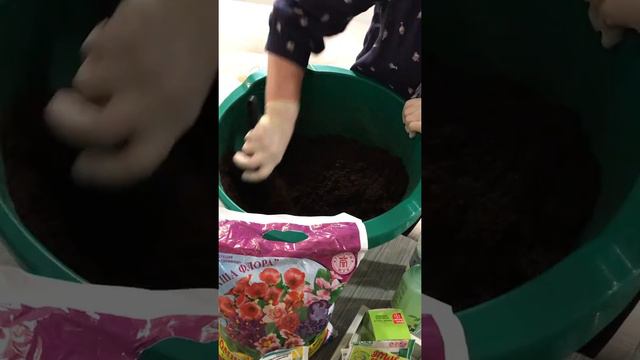 Посев петунии смотреть онлайн