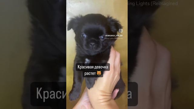 Черная девочка (Уголечек) 🤩Кобби 🔝 Очень красивая 😍Находится в Москве 🌃 #чихуахуа смотреть онлайн