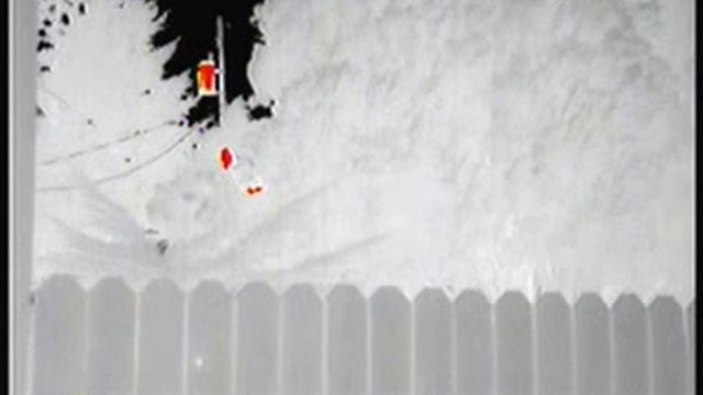 FLIR Scout PS24 Chickens roosting in a tree, Instalert mode 1 смотреть онлайн