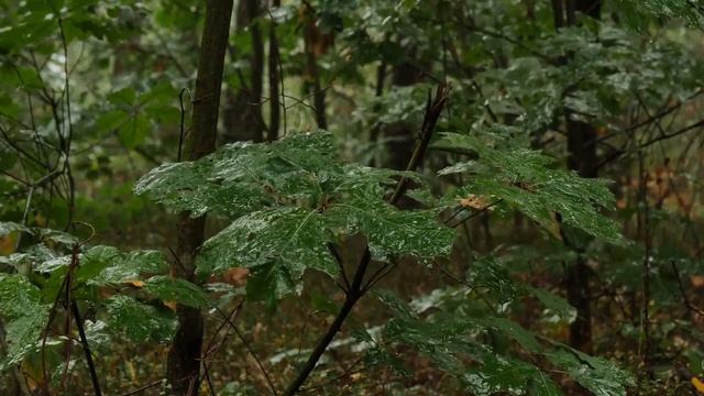 ЖЕНА изменяет МУЖУ | Семейные драмы | МЕСТЬ - измена за измену! смотреть онлайн