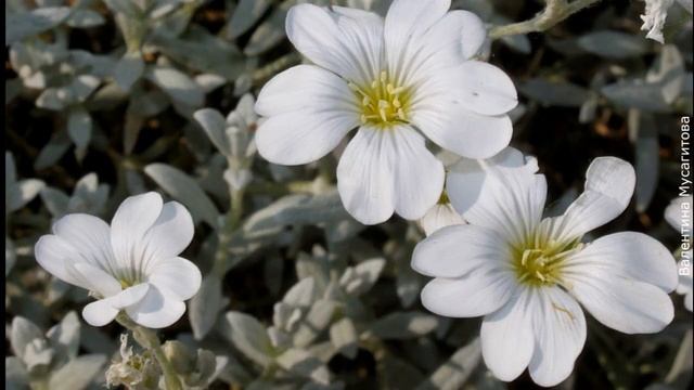 ❀ Ясколка многолетняя: популярные виды и сорта, нюансы выращивания и размножения