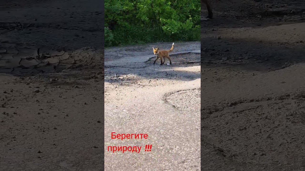 ЛИСЁНОК смотреть онлайн
