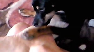 Прикол. Собака для чистки пяток