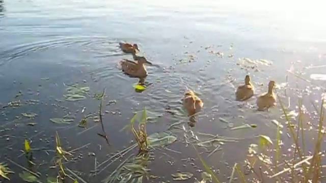 ПРОПАЛА НАША РЫБАЛКА. смотреть онлайн