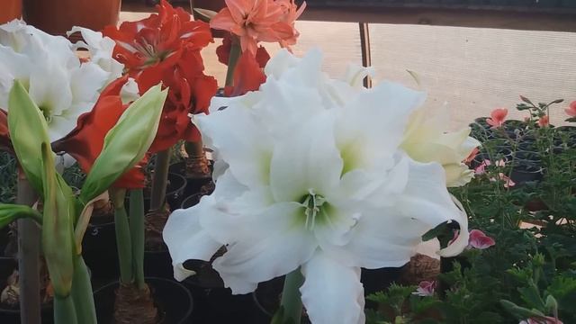 Удобрения. Какие вносить. Как выбрать. Какие купить. смотреть онлайн