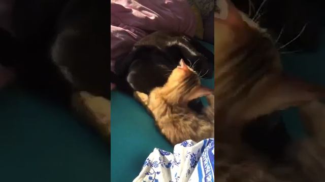 Любовь друзей Лабрадор Бендида и бенгальская кошка Белка смотреть онлайн