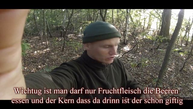 ЯДОВИТОЕ РАСТЕНИЕ ТИС