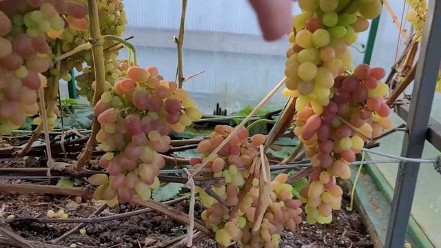 Виноград в Ленинградской области на 28 августа 2022 смотреть онлайн