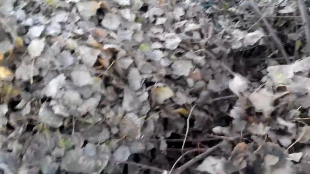 Персик укрытие на зиму. Подготовка. смотреть онлайн