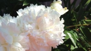 Пион А.Е. Кундренд  (A.E. Kundred)