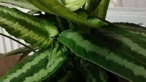 Редкие Ароидные: Шизматоглоттис!