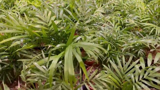 Chamaedorea Elegans 6'' Parlor Palm....The best and easy indoor potted plant to grow at home... смотреть онлайн