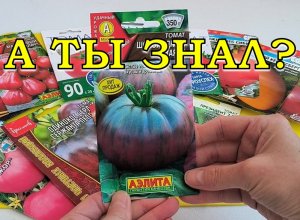 ТОМАТЫ🍅🍅🍅 Лучшие из лучших СОРТА👍👍👍